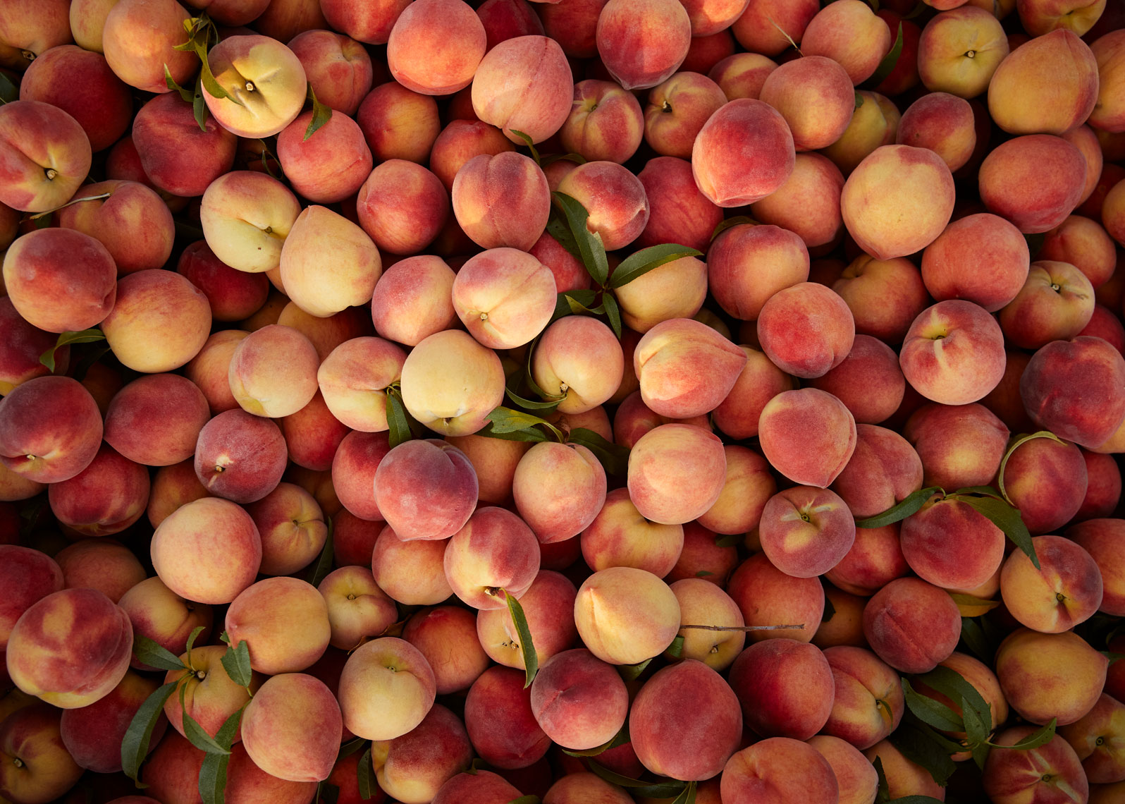 02-PEACHES-GG-Orchard-01133