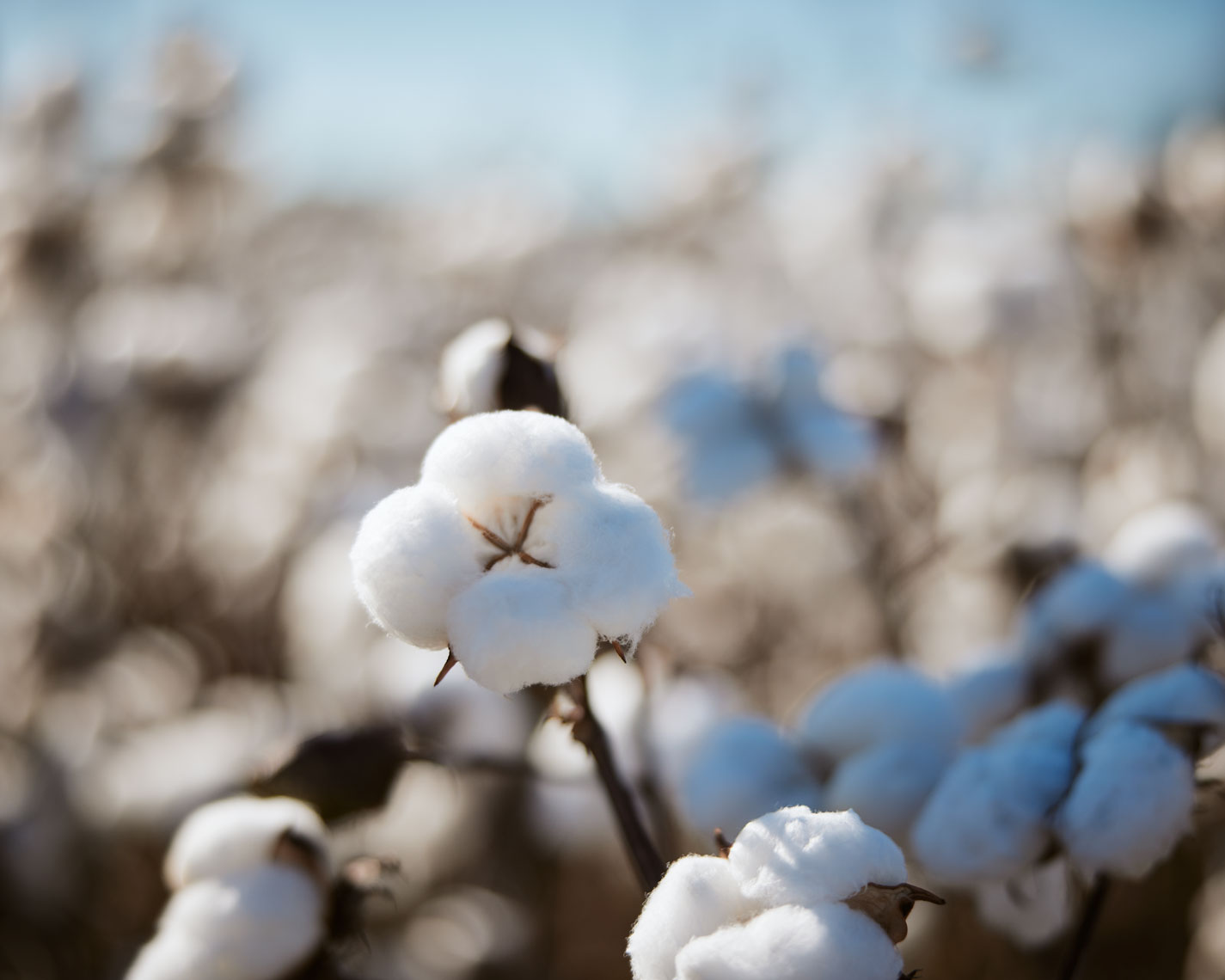 03-AGRICULTURE-cotton-0127