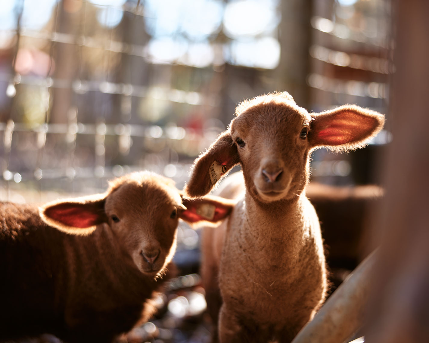 04-SHEEP-Sheep-0080