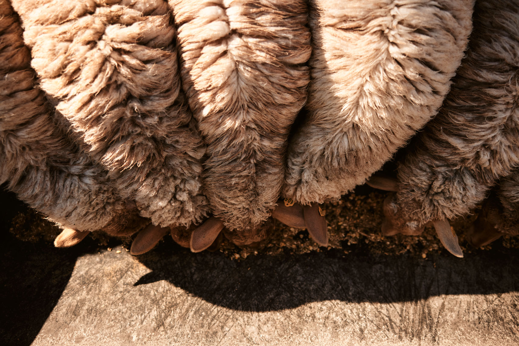 10-SHEEP-Sheep-0343