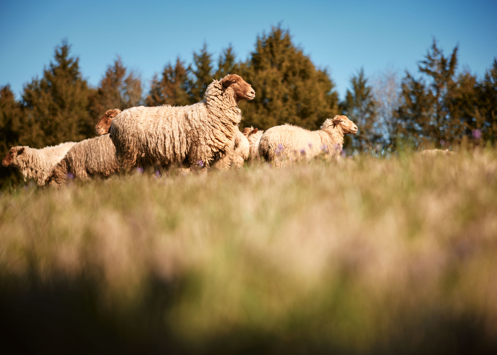 19-SHEEP-Sheep-0548