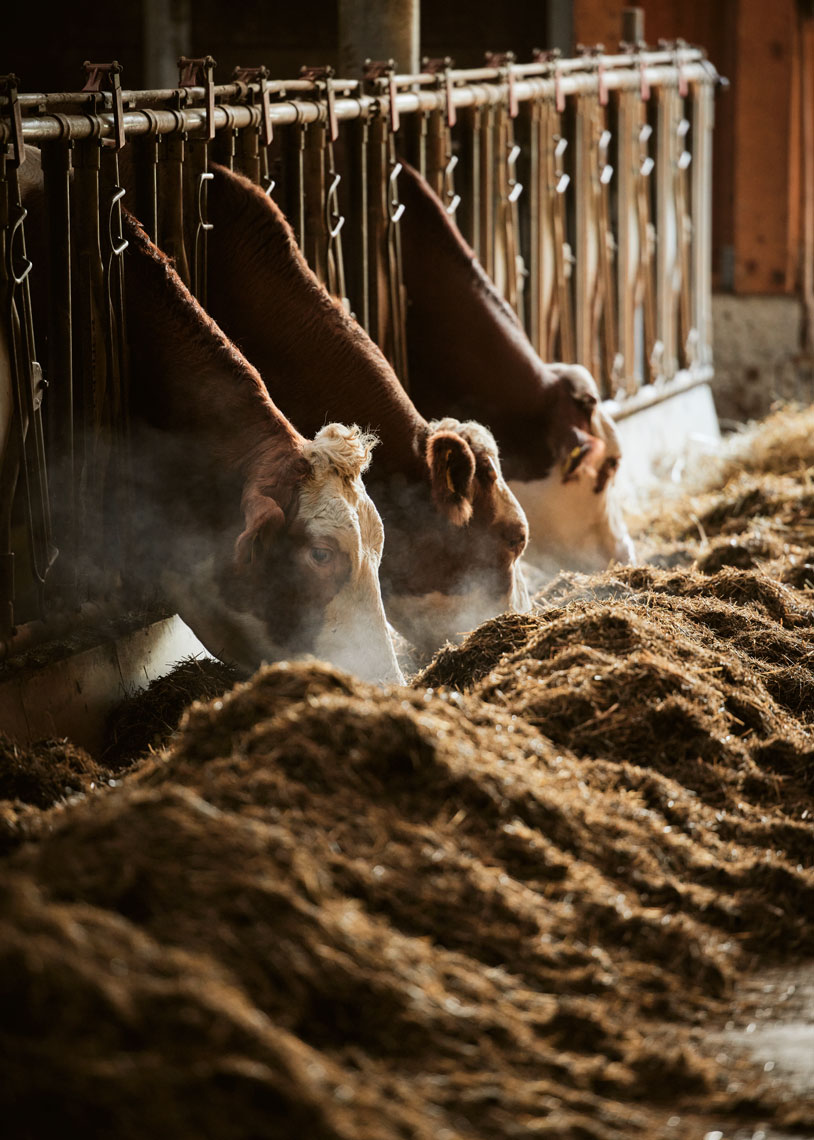 20-AGRICULTURE-Austria-00481