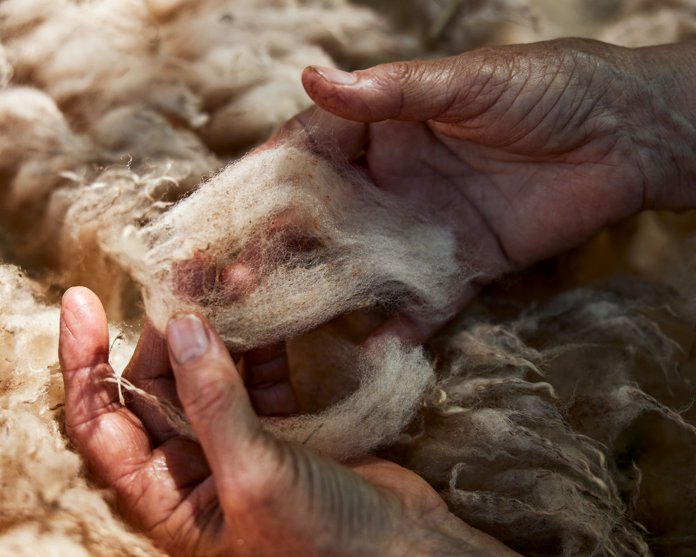 20-SHEEP-shearing-0822
